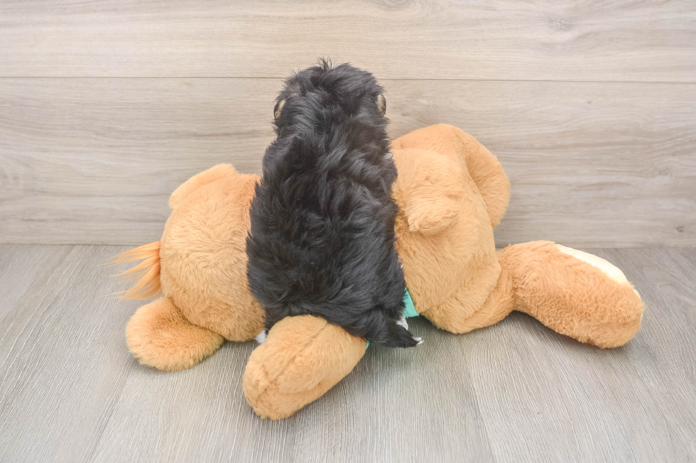 Morkie Pup Being Cute