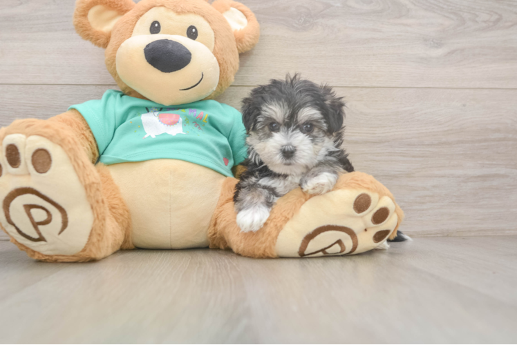 Morkie Puppy for Adoption