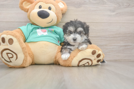 Morkie Puppy for Adoption