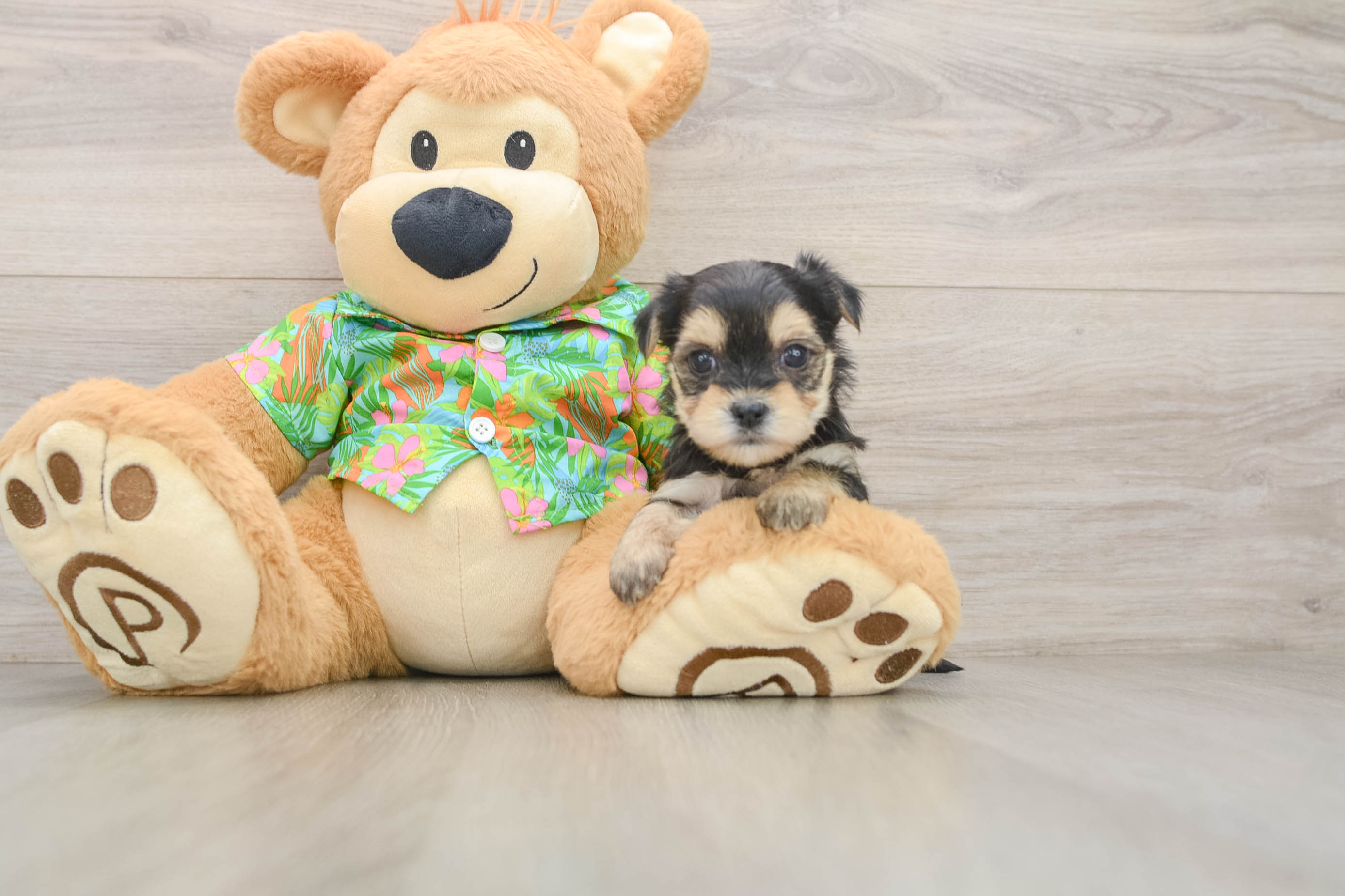 Best Morkie Baby