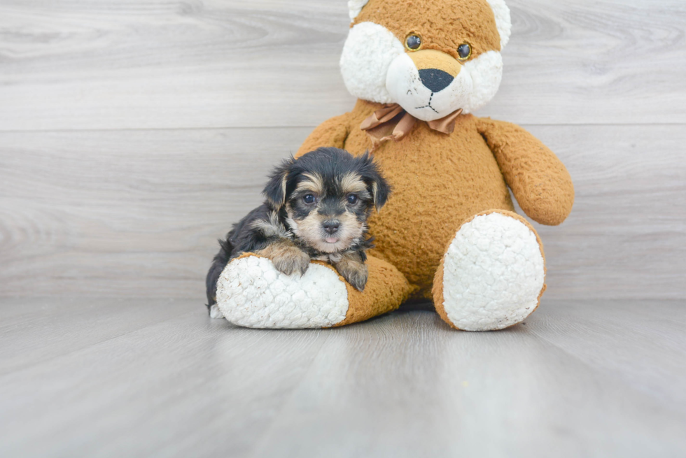 Morkie Puppy for Adoption