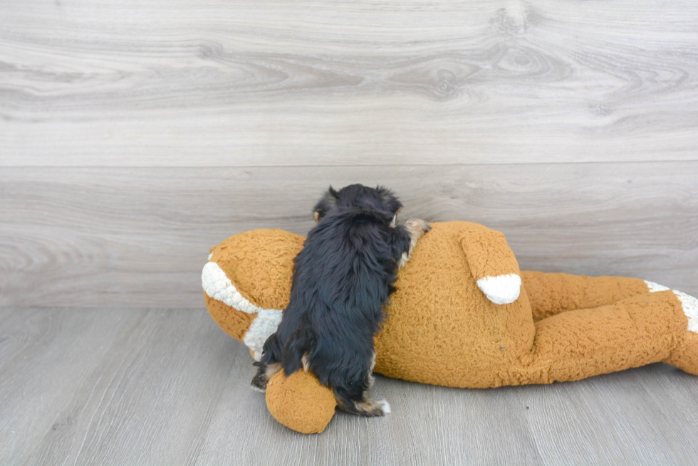 Smart Morkie Designer Pup