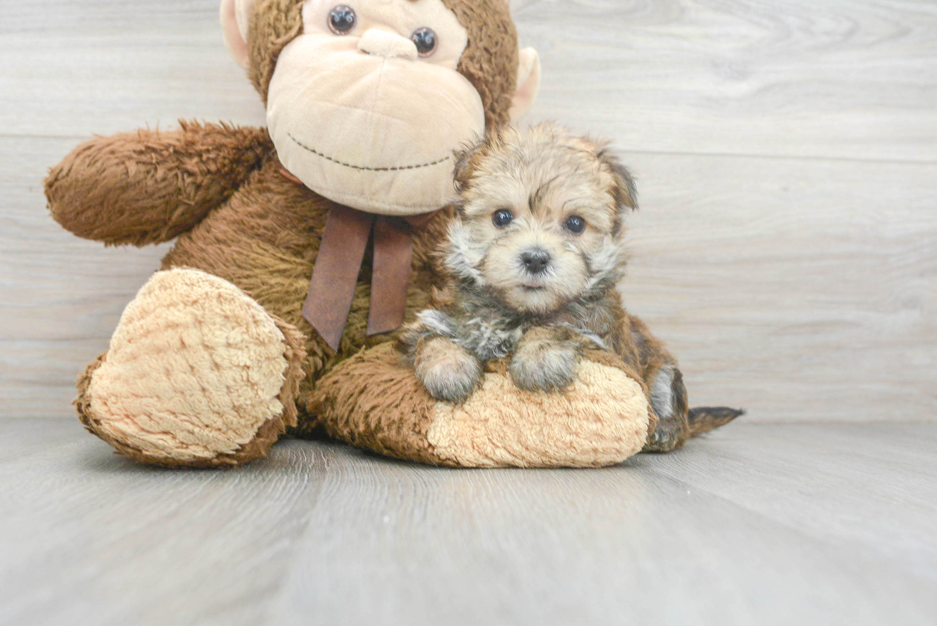 Cute Morkie Baby