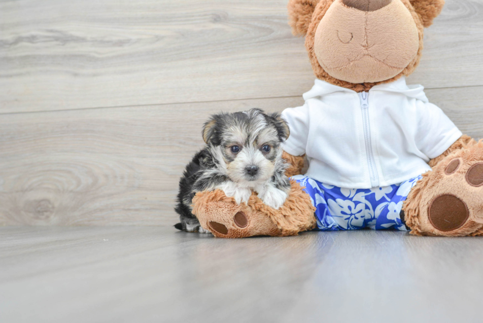 Morkie Pup Being Cute