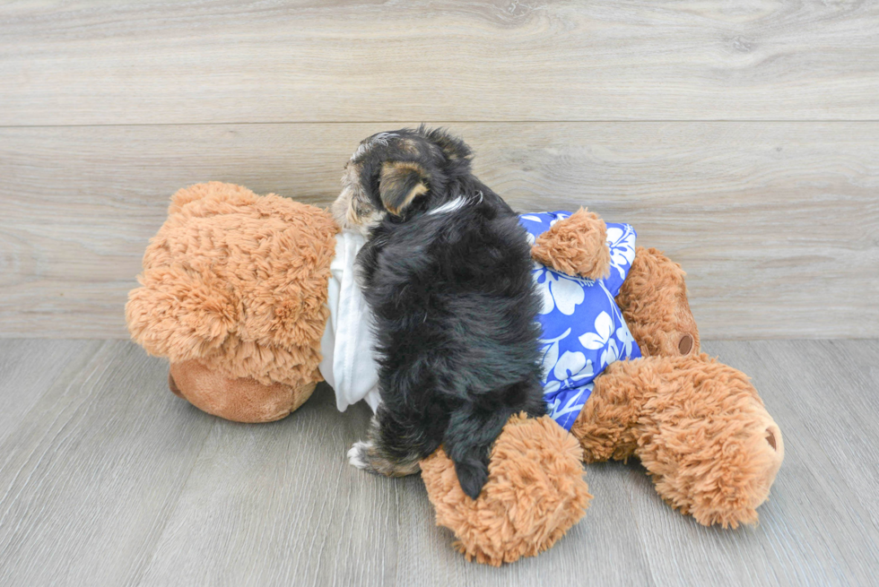 Adorable Yorkie Designer Puppy
