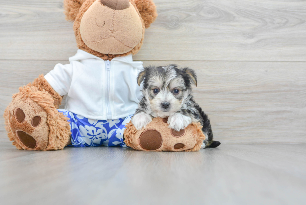 Sweet Morkie Baby
