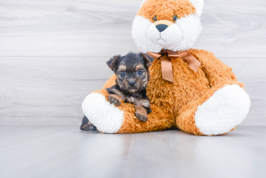 Morkie Pup Being Cute