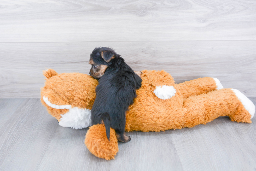 Morkie Pup Being Cute