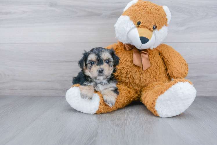 Morkie Pup Being Cute