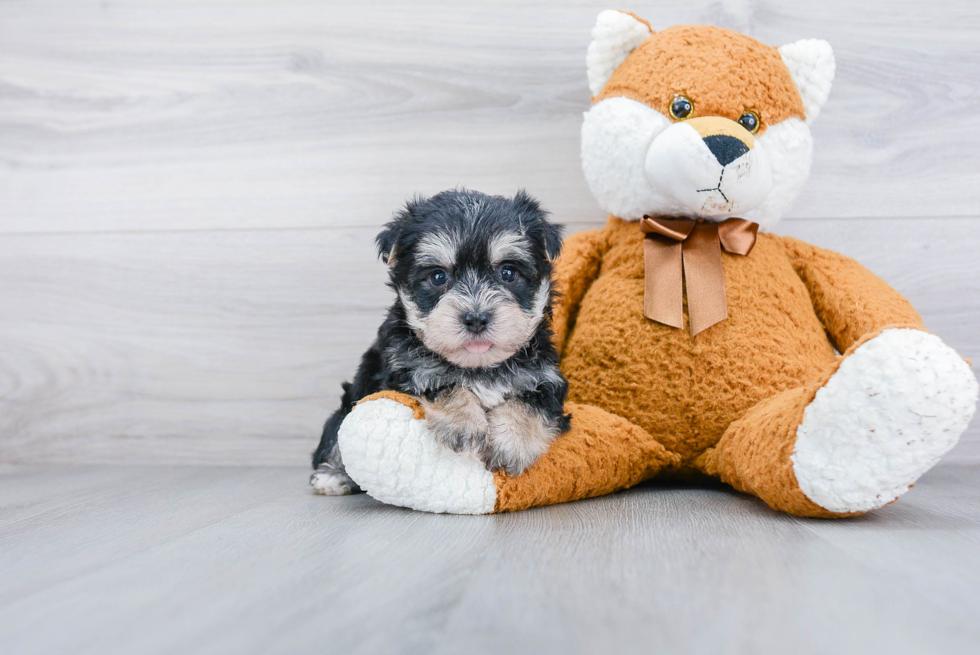 Morkie Pup Being Cute