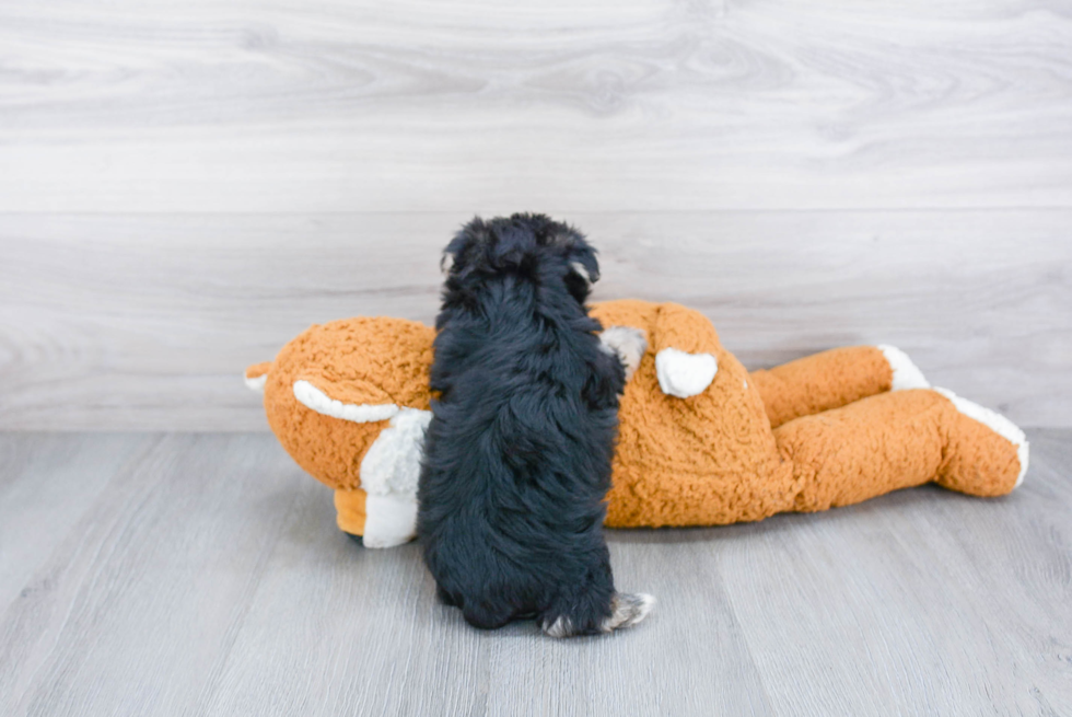 Petite Morkie Designer Pup