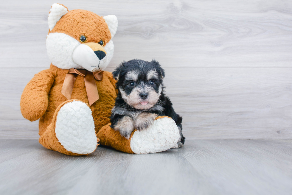 Cute Morkie Baby