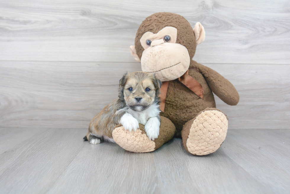 Popular Morkie Designer Pup