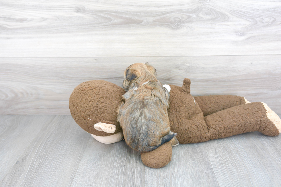 Morkie Pup Being Cute