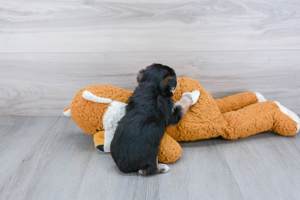 Friendly Morkie Baby