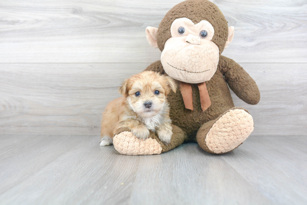 Morkie Pup Being Cute