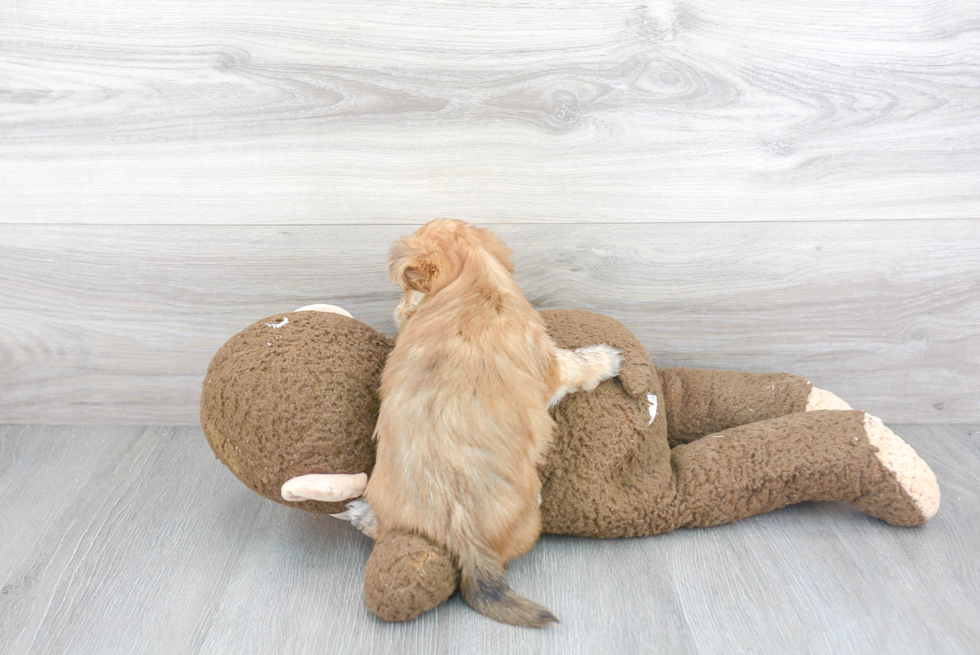 Popular Morkie Designer Pup