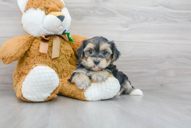 Morkie Pup Being Cute
