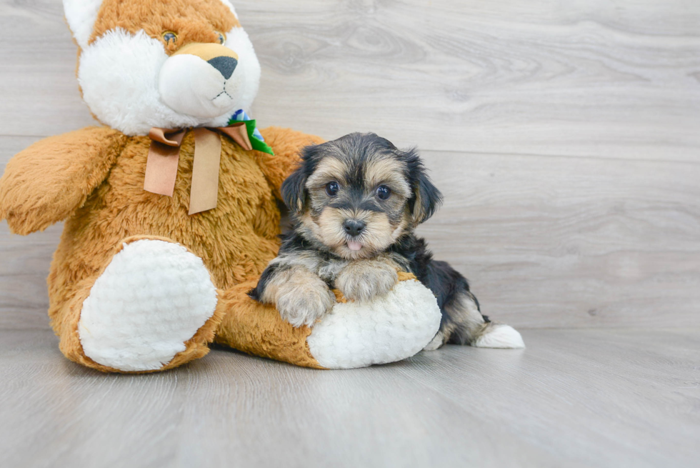 Morkie Pup Being Cute
