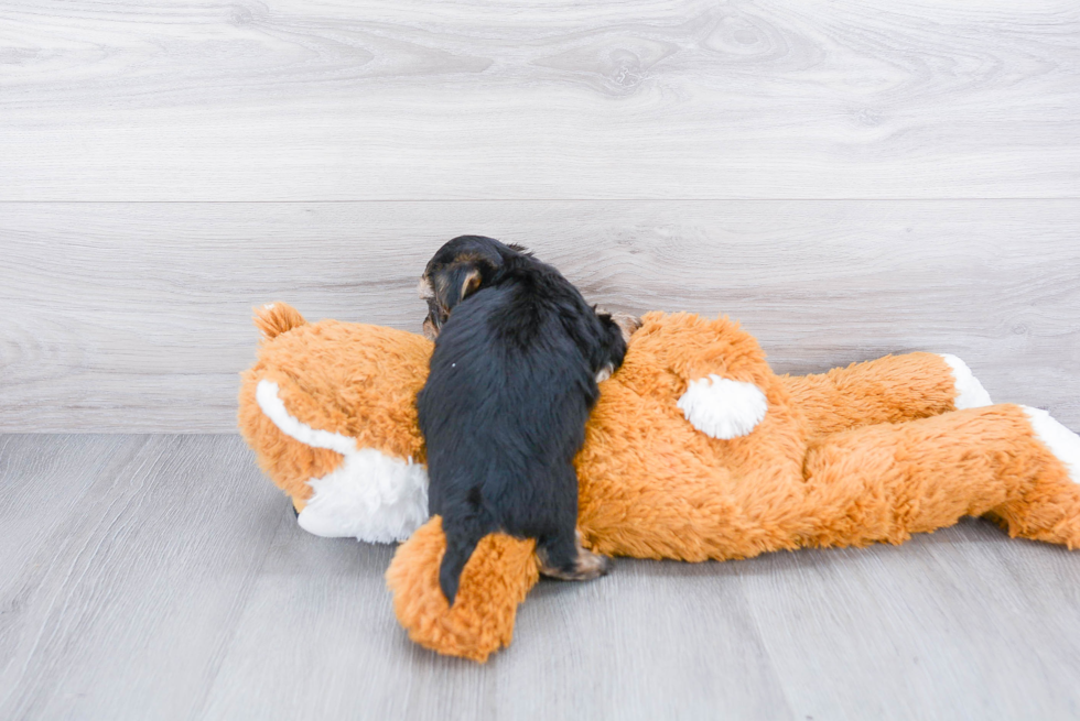 Popular Morkie Designer Pup