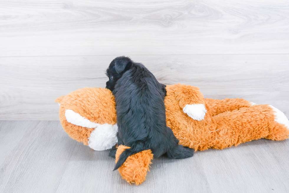 Adorable Yorkie Designer Puppy