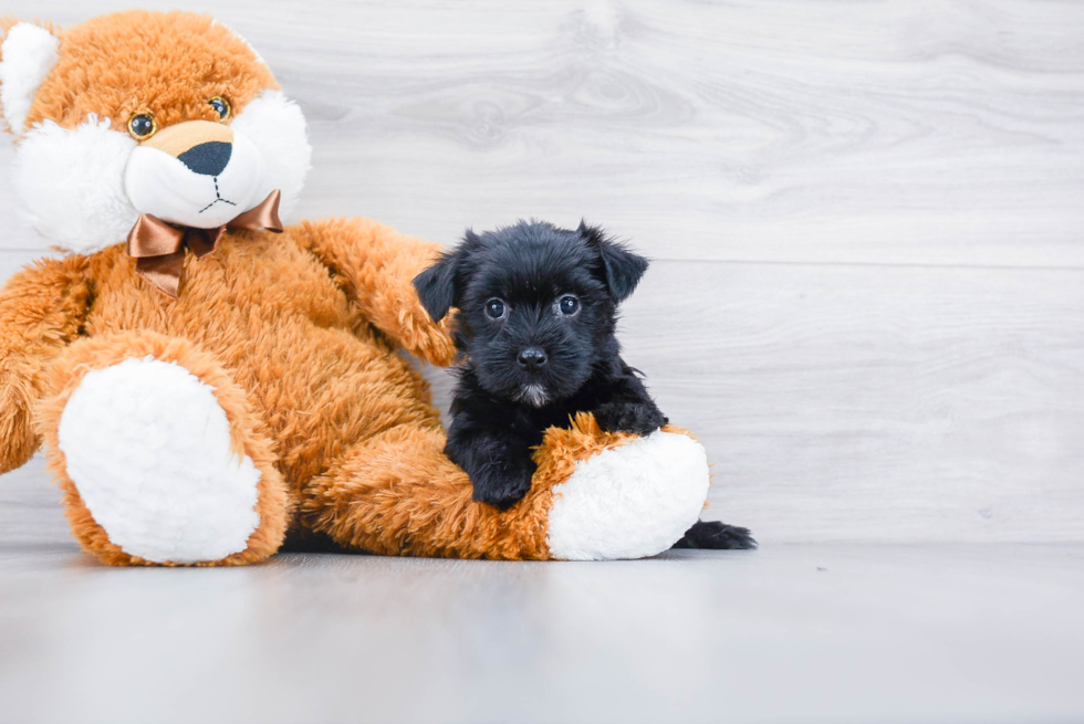 Morkie Puppy for Adoption