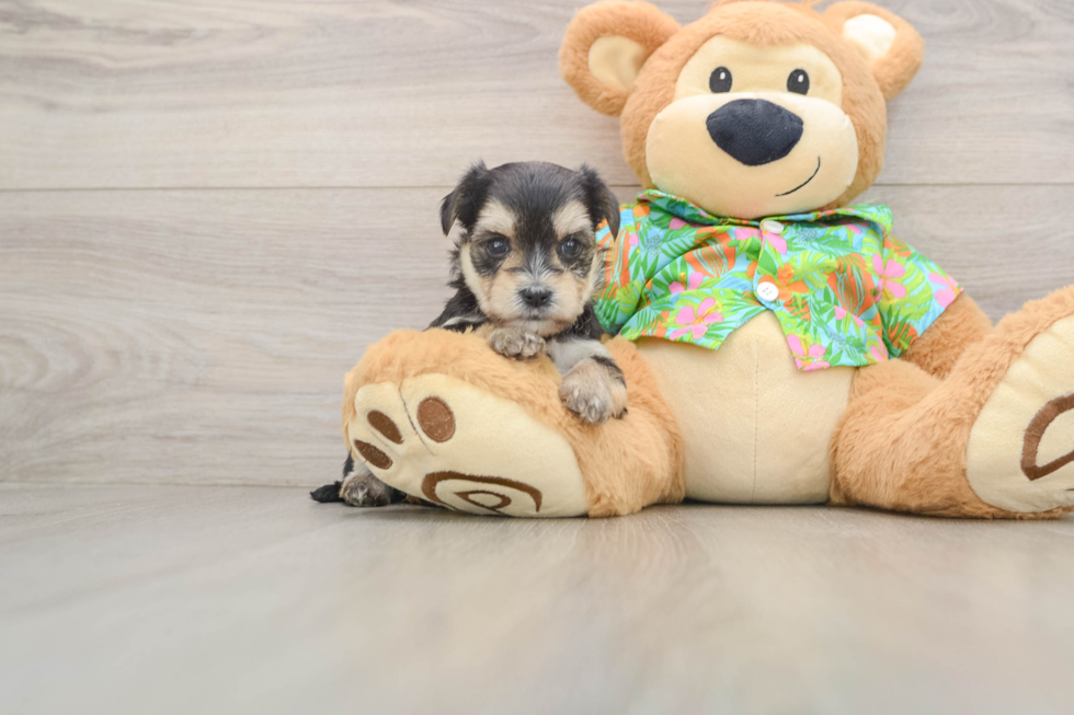 Little Yortese Designer Puppy