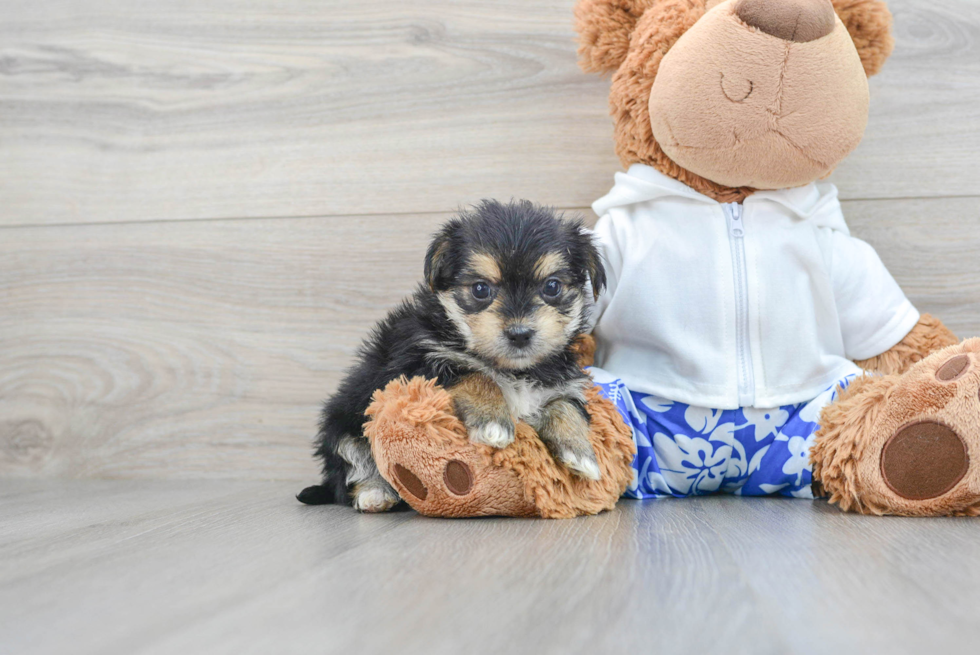 Popular Morkie Designer Pup