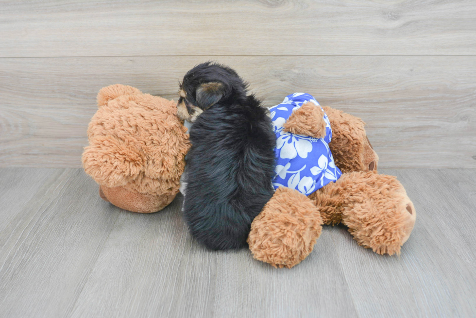 Fluffy Morkie Designer Pup