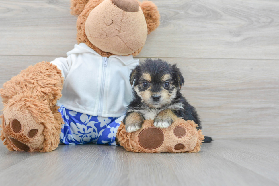 Playful Yorkie Designer Puppy