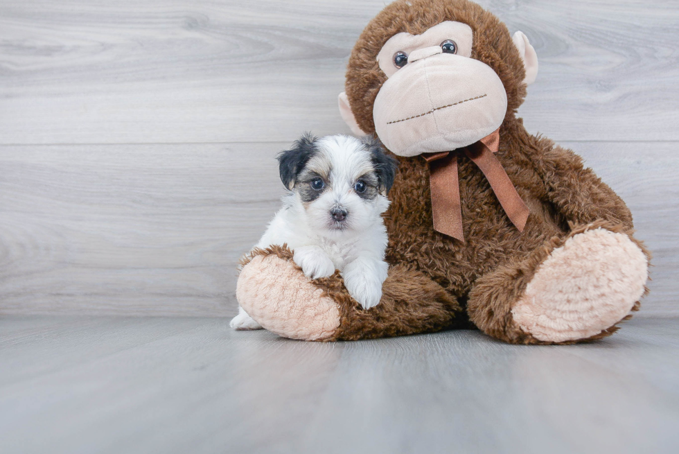 Morkie Puppy for Adoption