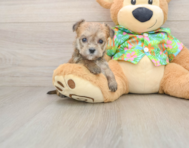8 week old Morkie Puppy For Sale - Premier Pups