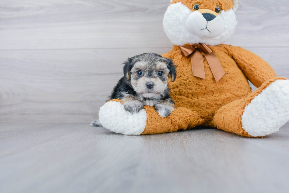 Morkie Puppy for Adoption