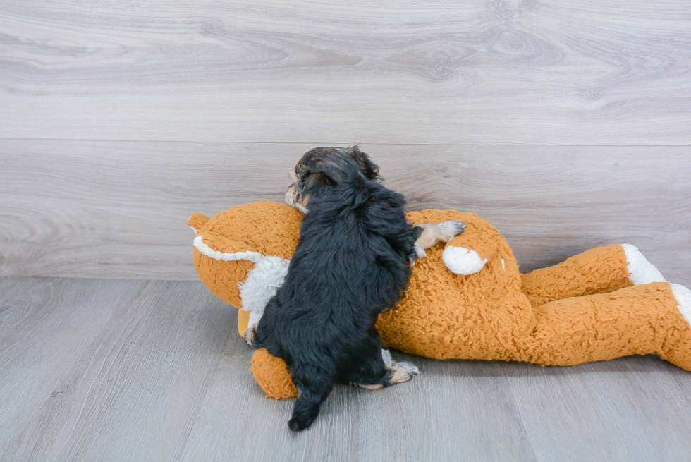 Adorable Yorkie Designer Puppy