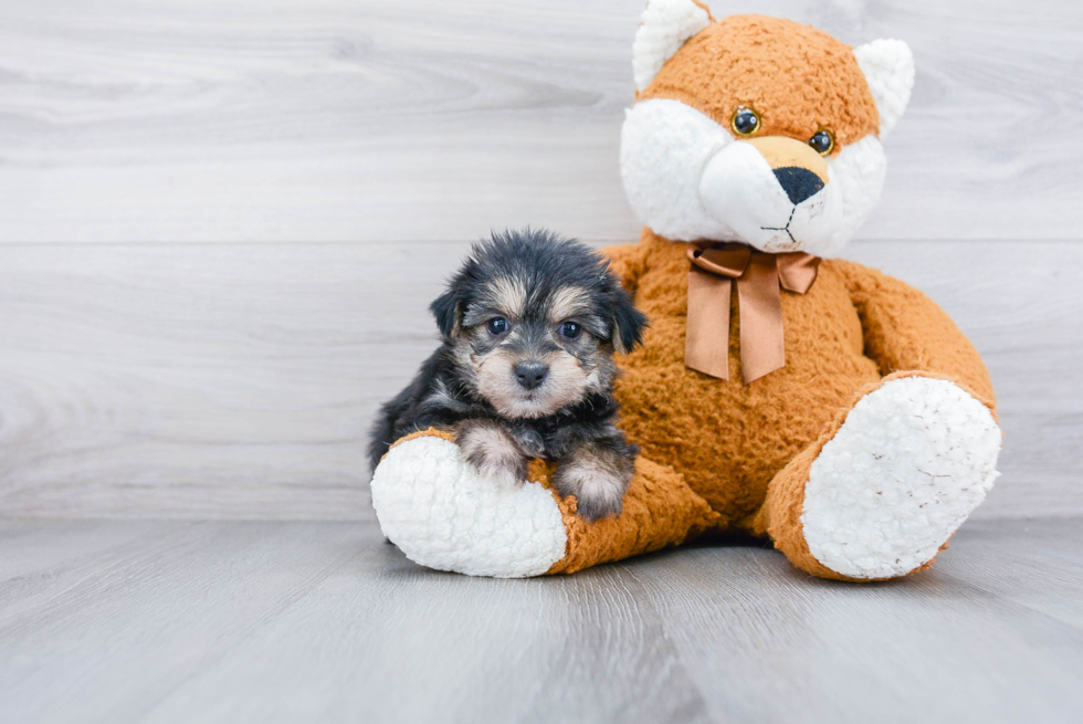 Smart Morkie Designer Pup