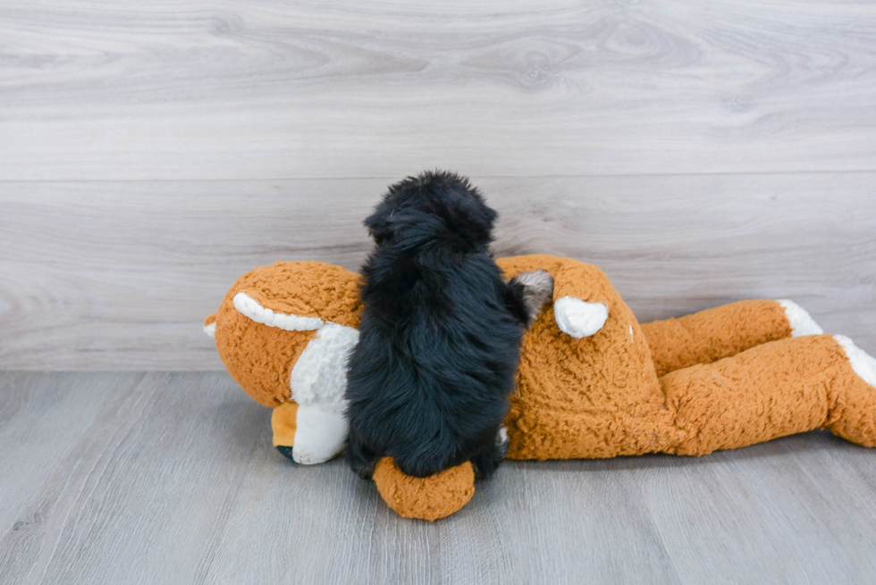 Petite Morkie Designer Pup