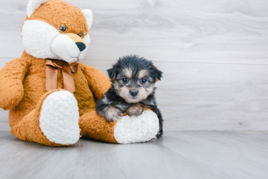 Energetic Yorkie Designer Puppy