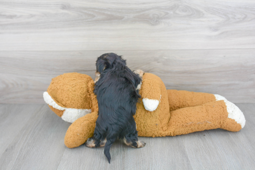Morkie Pup Being Cute