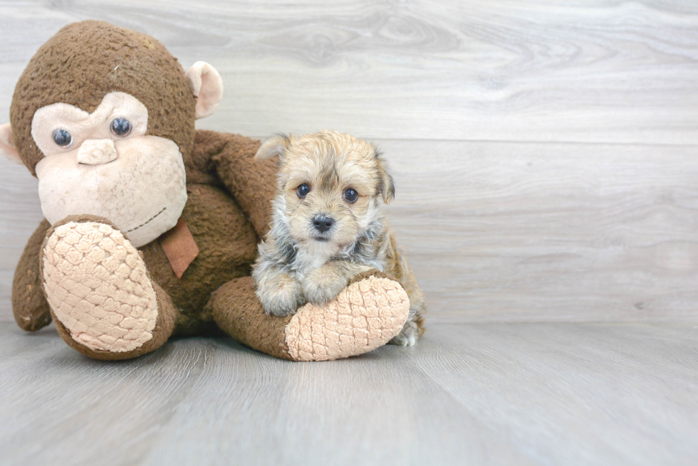 Little Yorkie Designer Puppy
