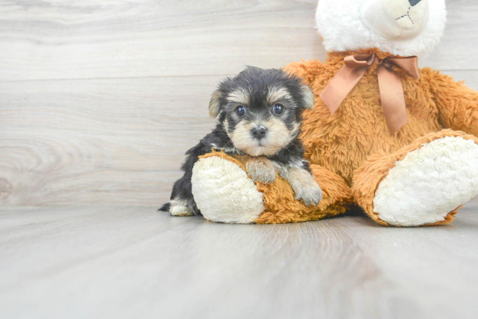 Best Morkie Baby