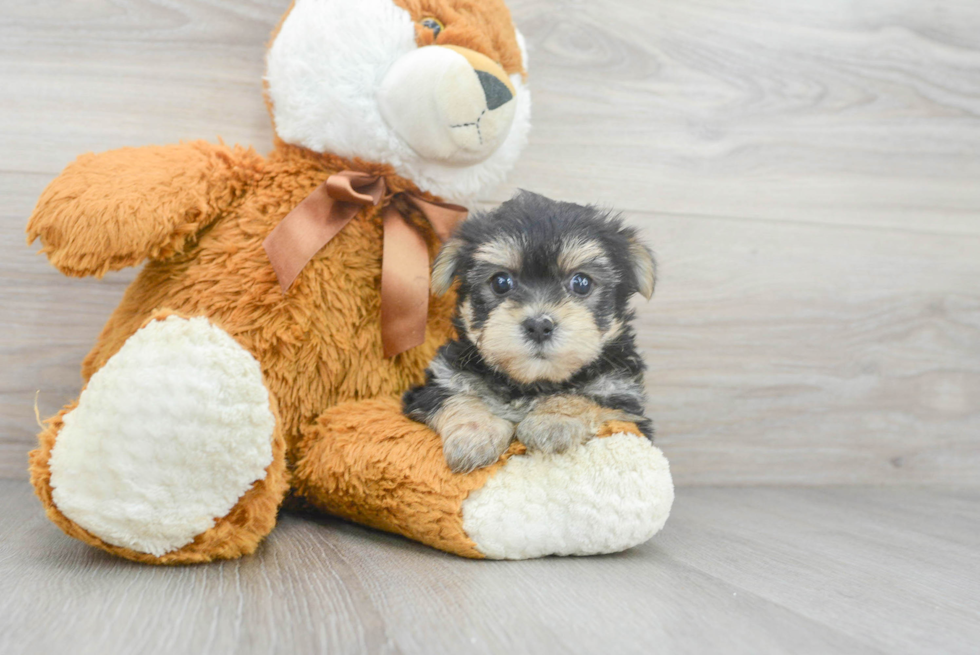 Morkie Puppy for Adoption