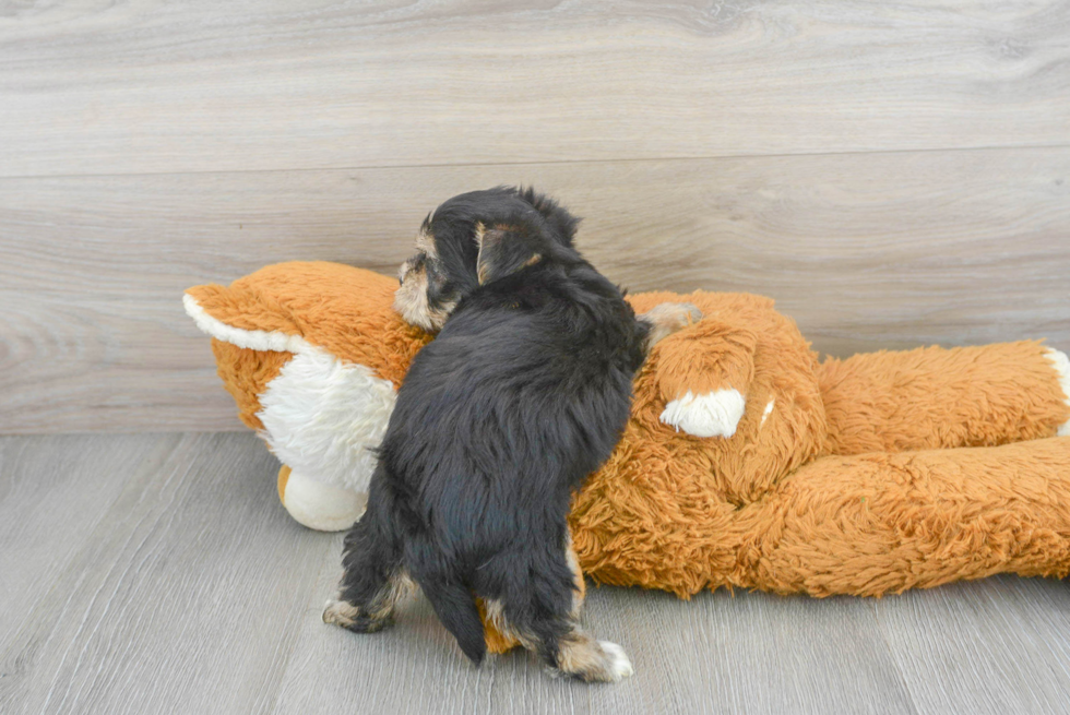 Morkie Pup Being Cute