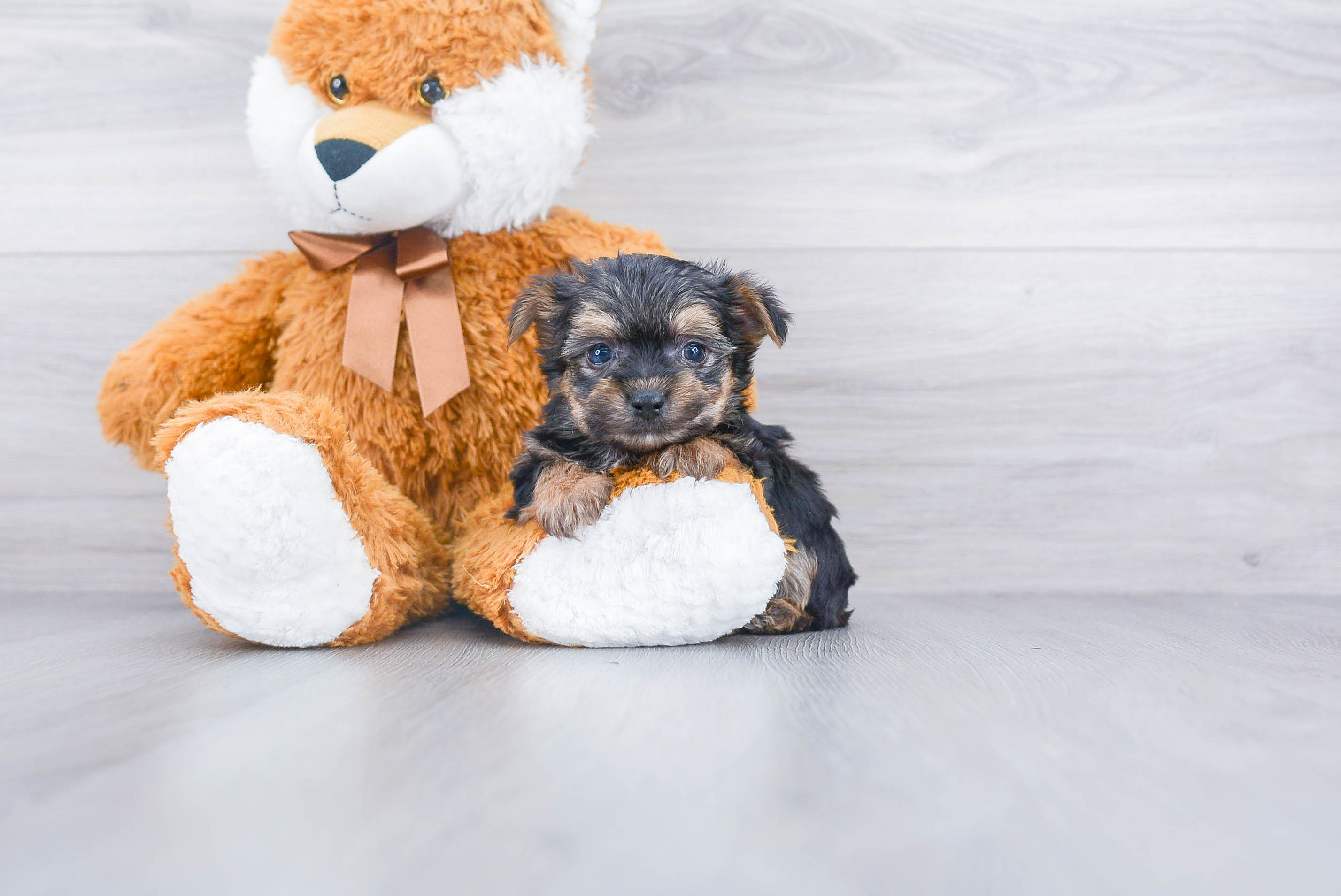 Morkie Puppy for Adoption