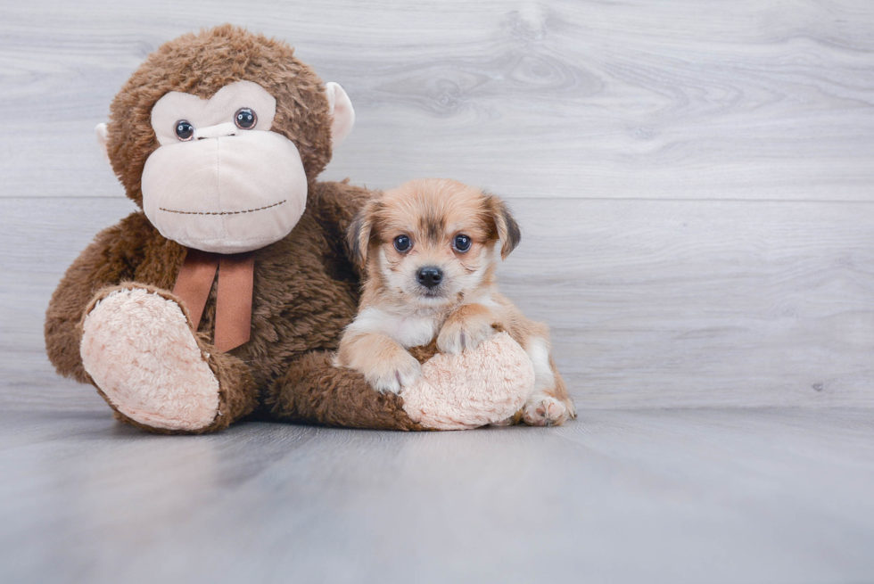 Morkie Puppy for Adoption