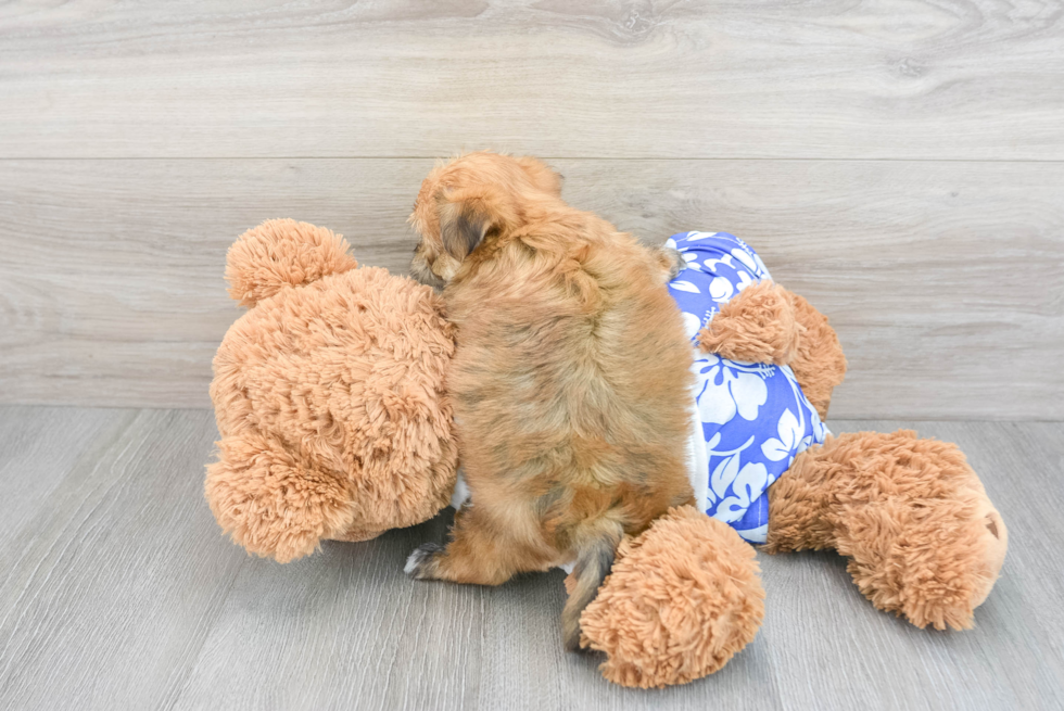 Morkie Puppy for Adoption