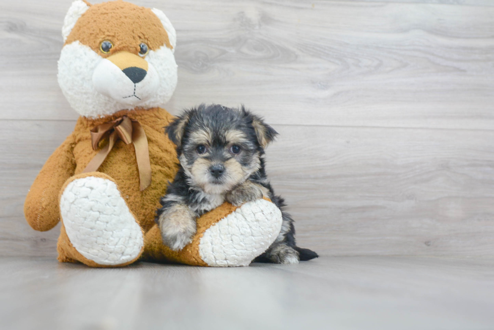 Best Morkie Baby