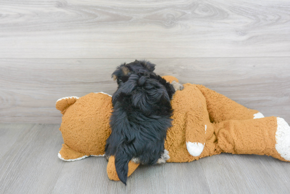 Morkie Puppy for Adoption