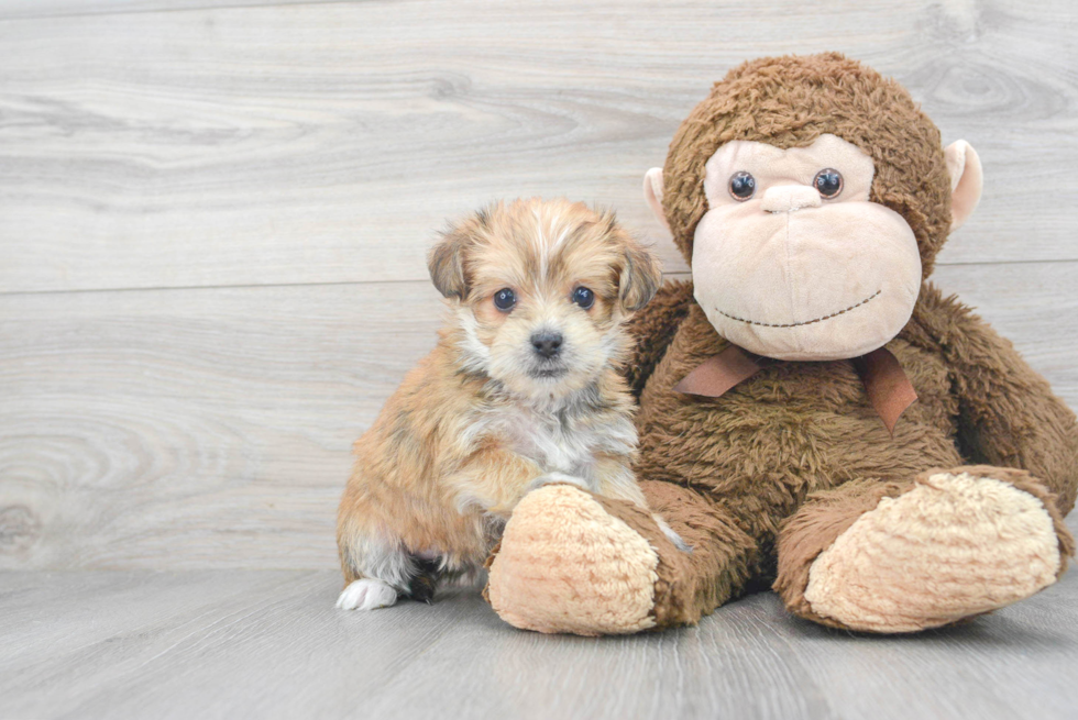 Popular Morkie Designer Pup