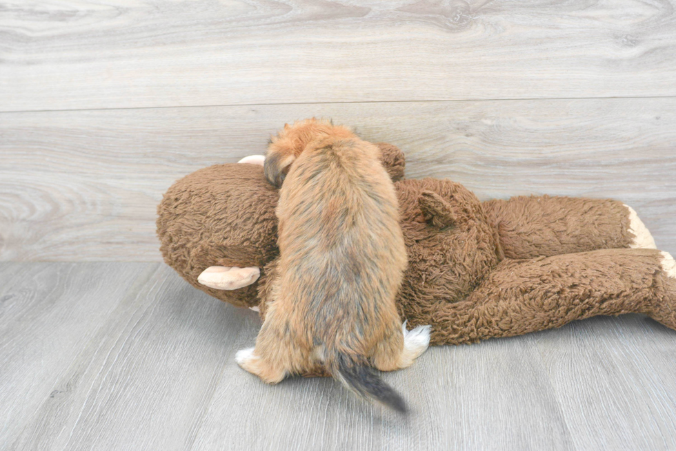 Morkie Puppy for Adoption