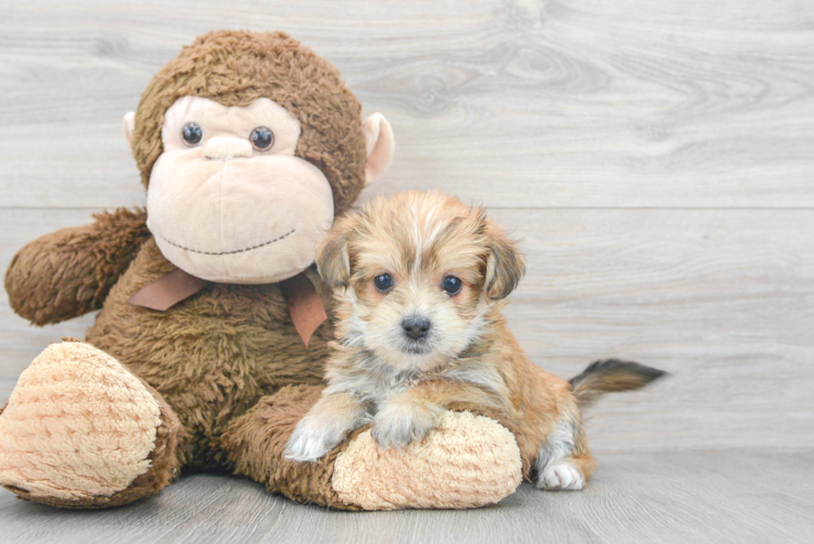 Small Morkie Baby